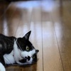 夏の廊下