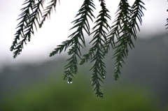 雨に煙る