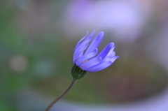 たまにはお花♪