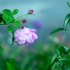 沈　　み　　ゆ　　く　