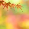 もみじ日和