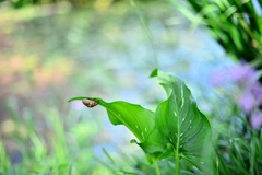 水辺のわすれもの