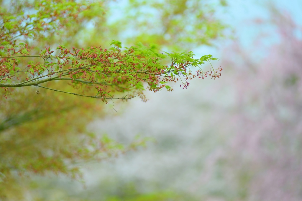 花曇りの憂い