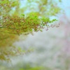 花曇りの憂い
