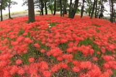 天上の花