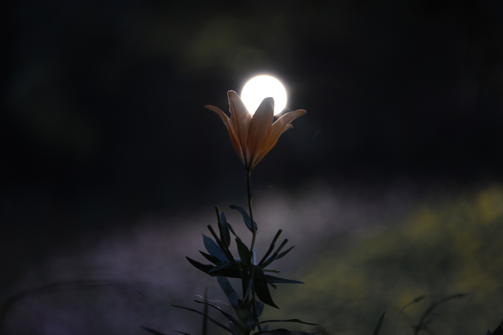 夜のユリ