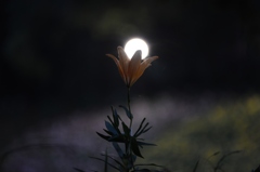 夜のユリ