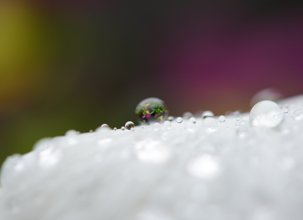 水中花