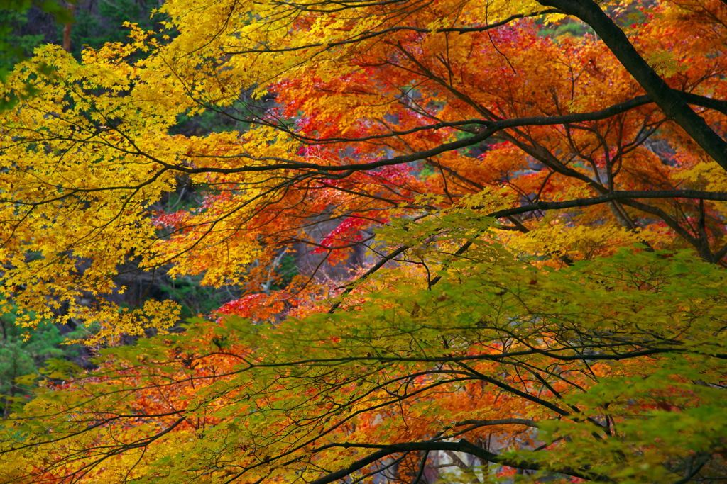 彩色々紅葉