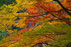 彩色々紅葉