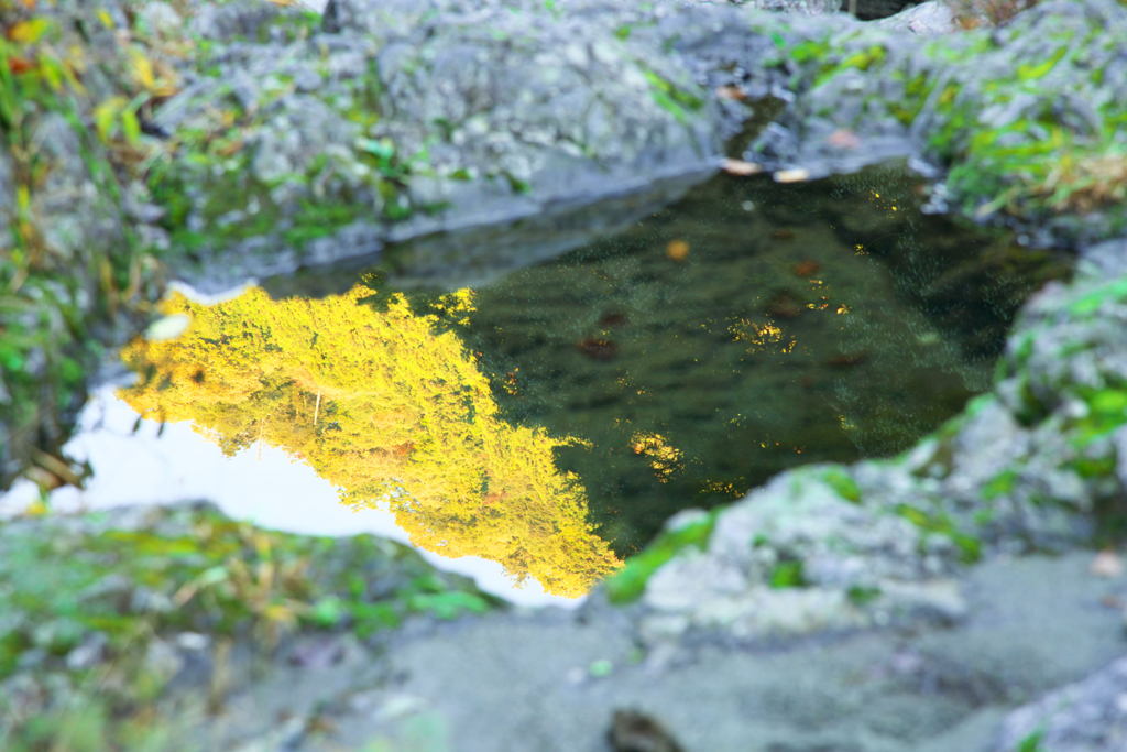 水たまり