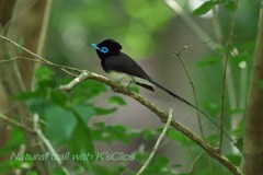 DSC_0600_160521_omotetakao