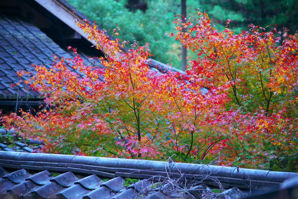 屋根と紅葉