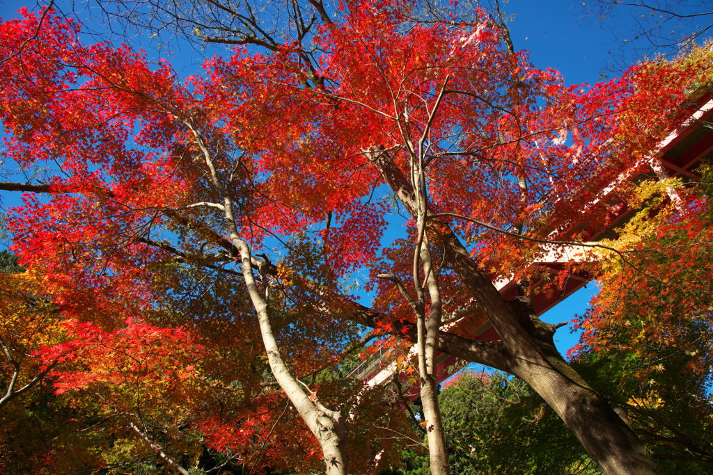 架橋と紅葉