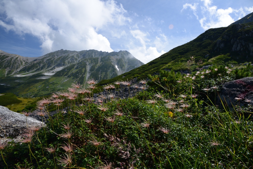 花と立山