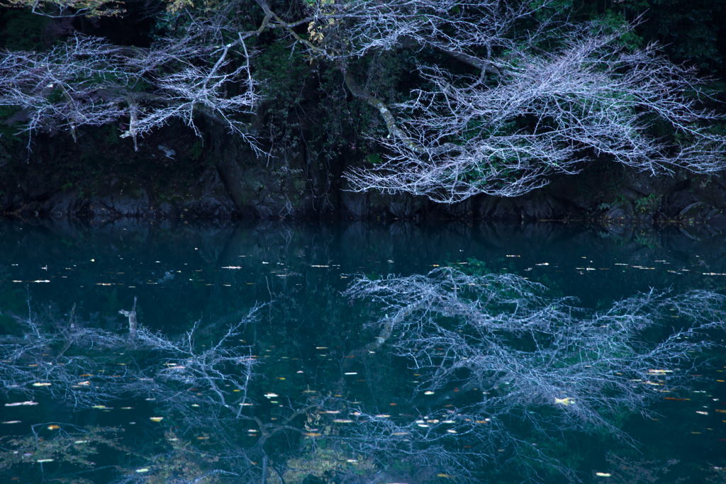 枯れ枝