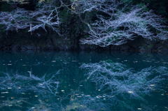 枯れ枝
