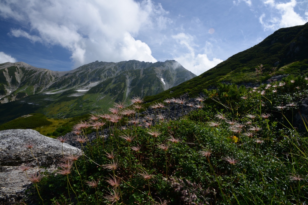 花と立山