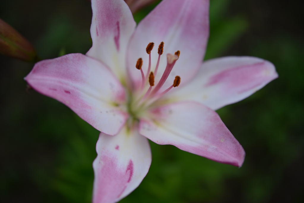 ユリの花