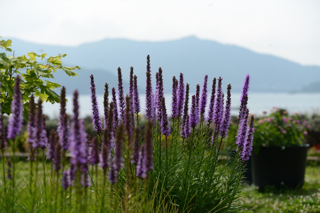 湖畔の花
