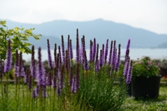 湖畔の花