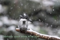 20161124雪降るヤマセミ渓谷