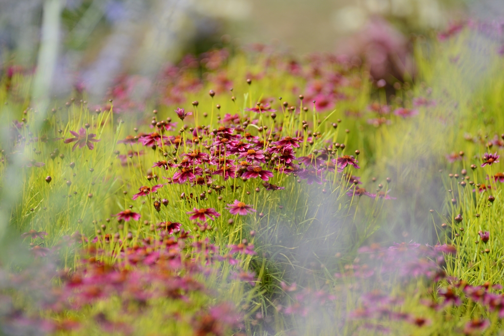小径の花