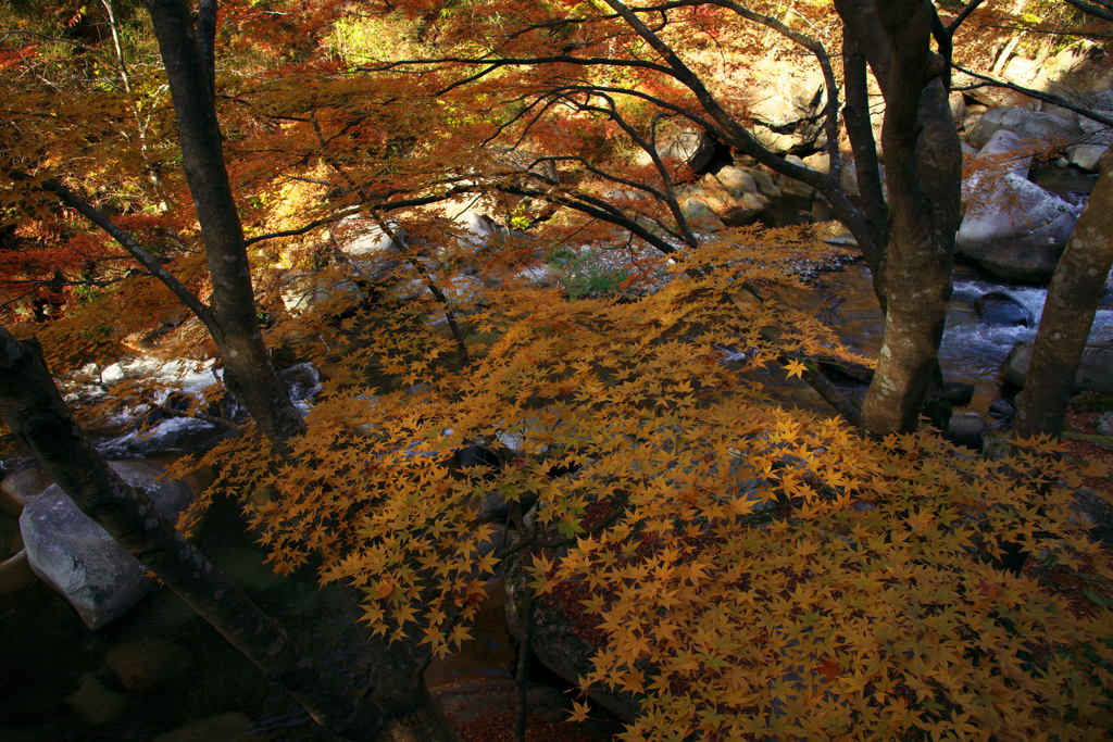 昇仙峡黄紅葉