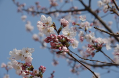 桜01/2012