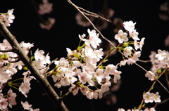 夜桜/2012