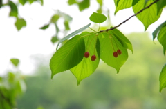 桜06/2012