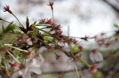 桜03/2012