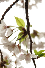 桜02/2012