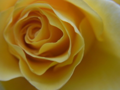 rose01/2012