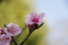 桜04/2012