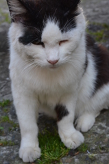 谷中銀座の猫ちゃん