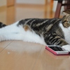 スマホ落としましたよ！