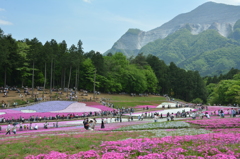 秩父の芝桜♪