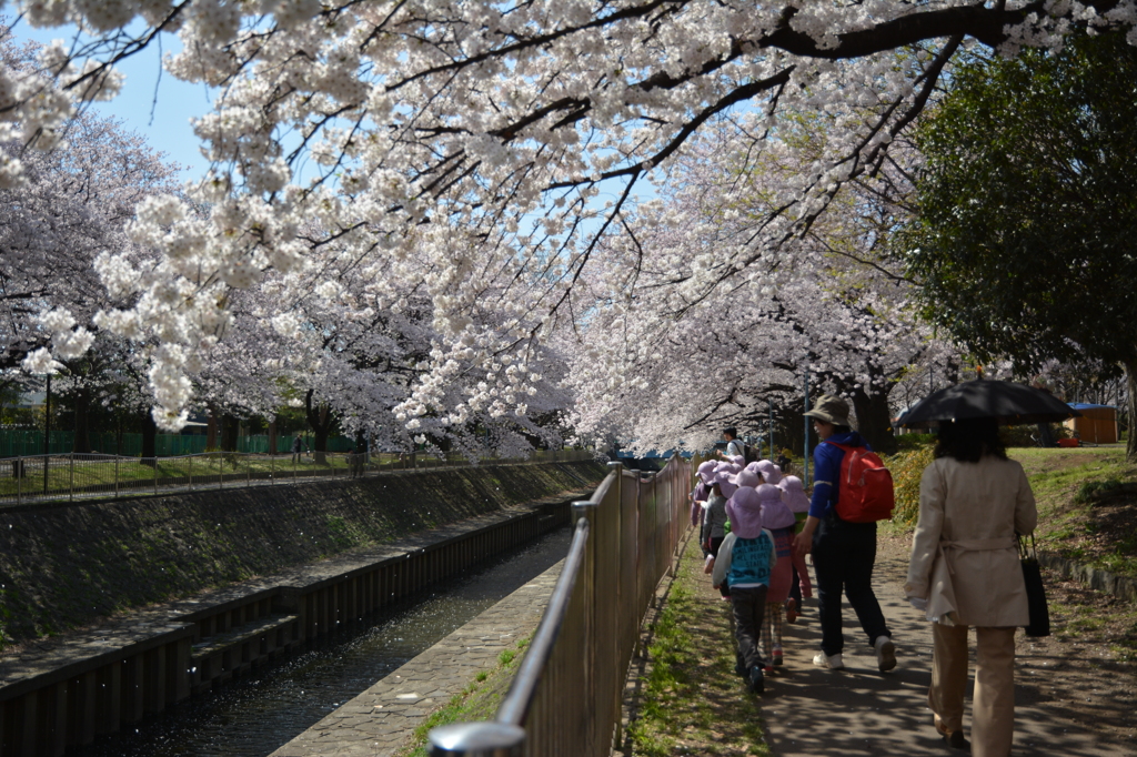 散歩道は桜満開♪