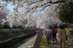 散歩道は桜満開♪