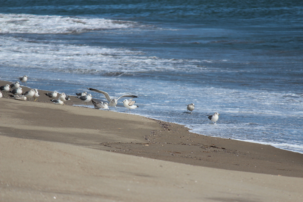 鳥「ひゃん！」