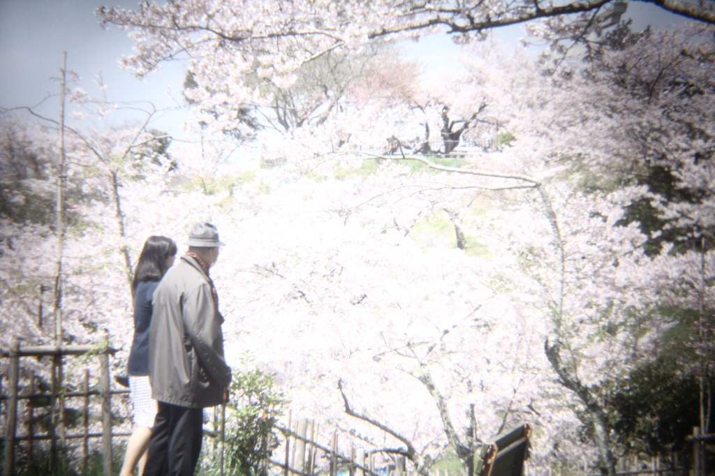 熟年夫婦の花見