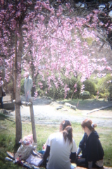 しだれ桜と女の子