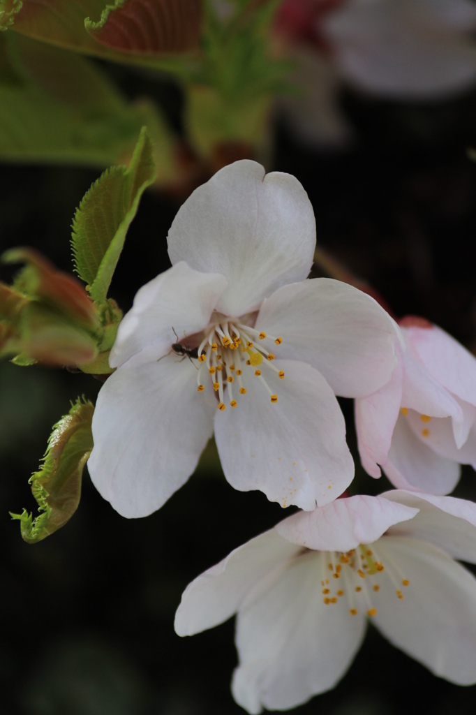 桜の花