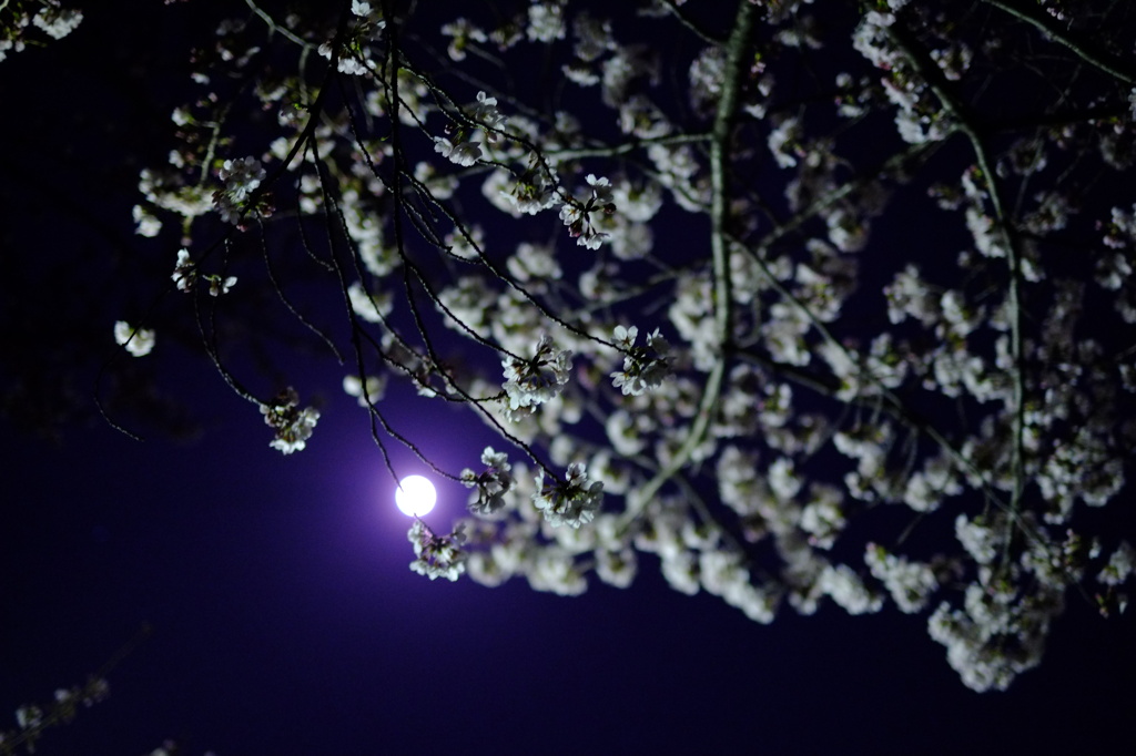 今年の桜