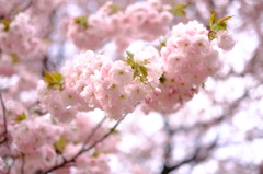 八重桜