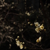 梅の華　sparkling
