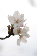 Cerisier　blanc