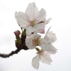 Cerisier　blanc