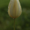 優しさの雫